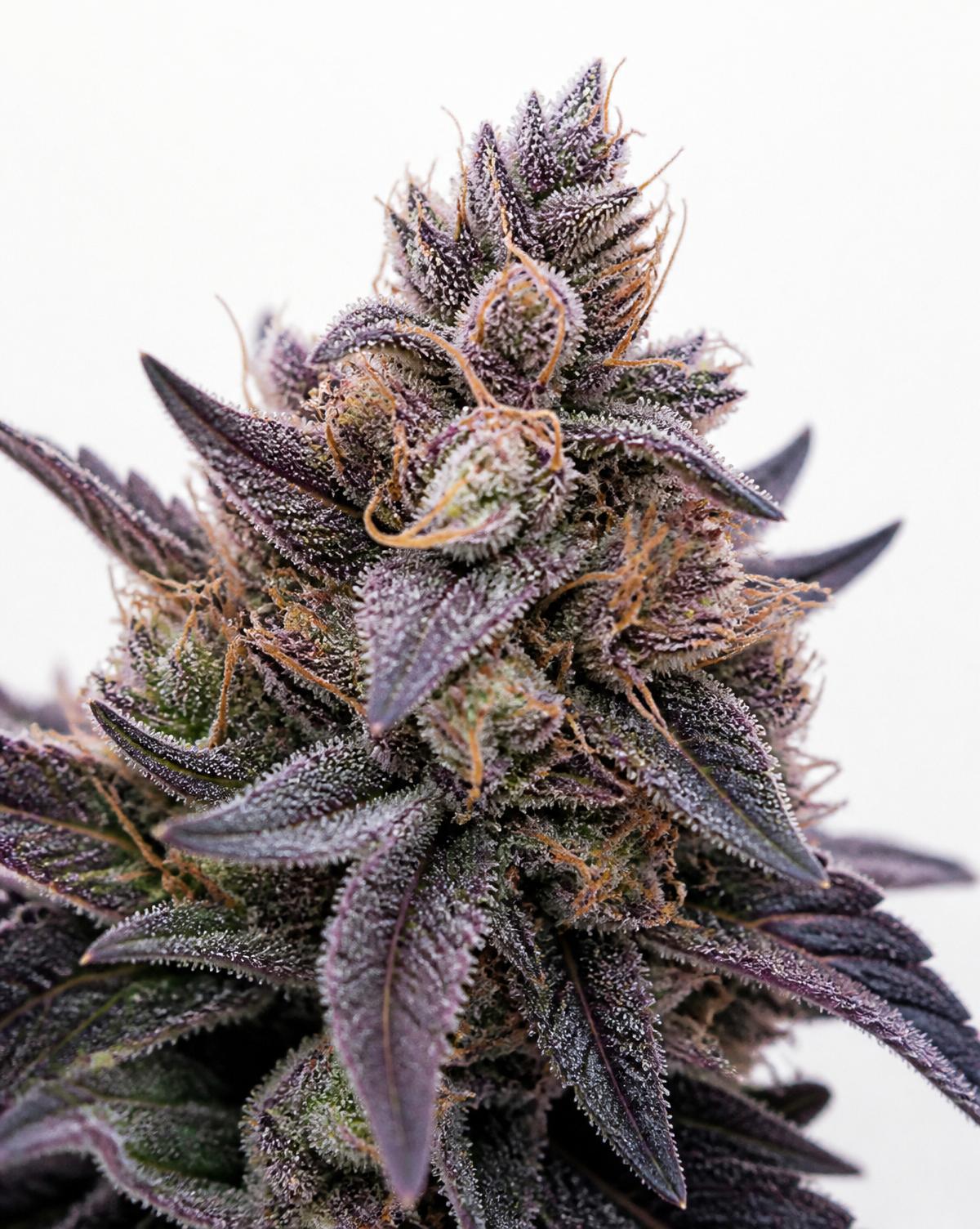 Amethyst Reserve